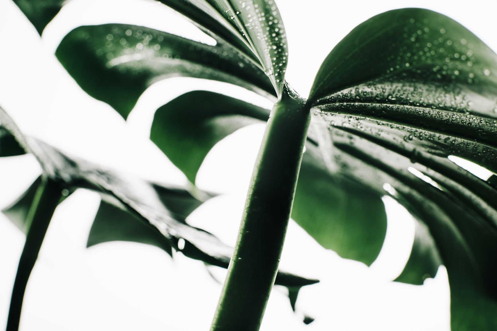 partner - white label